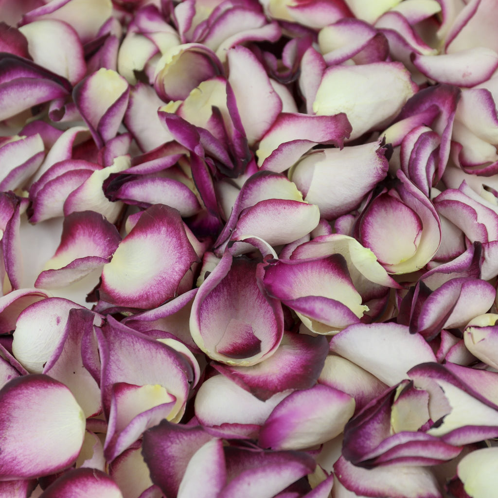 Introducing The Damson Petal