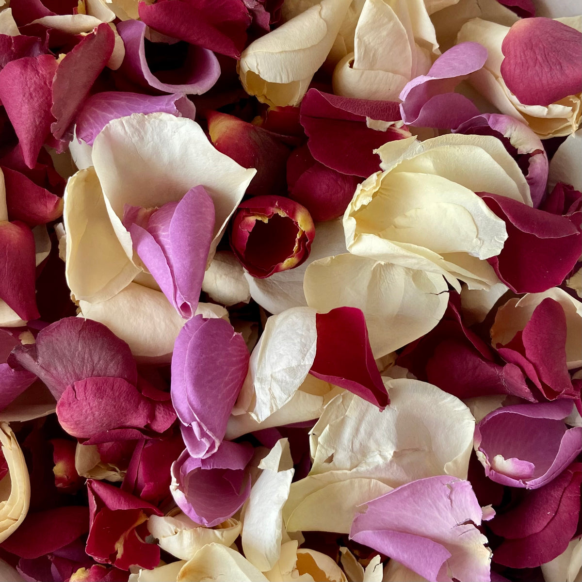  Natural Real Rose Petal Confetti